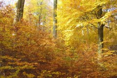 image-36